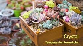  Presentation with succulent - Slide deck having miniature succulent plants succulent cactus background and a tawny brown colored foreground