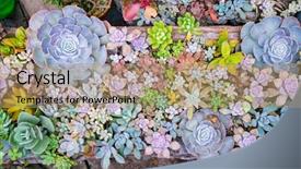  Presentation with succulent - Colorful slide deck enhanced with miniature succulent plants succulent cactus backdrop and a coral colored foreground