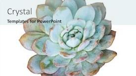  Presentation with succulent - Amazing PPT theme having miniature succulent plants succulent cactus backdrop and a light blue colored foreground