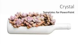  Presentation with succulent - PPT layouts enhanced with miniature succulent plants succulent cactus isolated on white background and a white colored foreground
