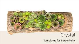  Presentation with succulent - Presentation theme having miniature-succulent-plants-succulent-cactus background and a coral colored foreground