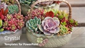  Presentation with succulent - Audience pleasing presentation consisting of miniature-succulent-plants-succulent-cactus backdrop and a gray colored foreground