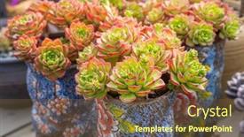  Presentation with pot succulent - Presentation theme having miniature-succulent-plants-succulent-cactus background and a tawny brown colored foreground