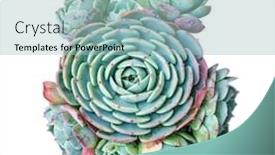  Presentation with succulent - Cool new presentation with miniature-succulent-plants-succulent-cactus backdrop and a light blue colored foreground
