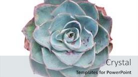  Presentation with succulent - Slide set with miniature-succulent-plants-succulent-cactus background and a light blue colored foreground