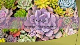  Presentation with succulent - Beautiful PPT theme featuring miniature-succulent-plants-succulent-cactus backdrop and a light blue colored foreground