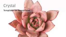  Presentation with succulent - Slide set with miniature-succulent-plants-succulent-cactus background and a sky blue colored foreground