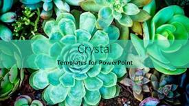  Presentation with succulent - PPT theme having miniature-succulent-plants-succulent-cactus background and a teal colored foreground