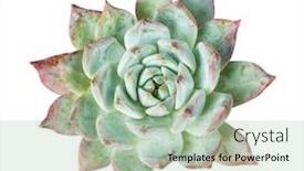  Presentation with succulent - Cool new PPT theme with miniature-succulent-plants-succulent-cactus backdrop and a mint green colored foreground