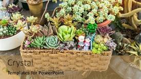  Presentation with succulent - Beautiful slides featuring miniature-succulent-plants-succulent-cactus backdrop and a coral colored foreground