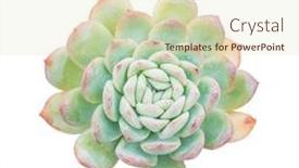  Presentation with succulent - PPT layouts with miniature-succulent-plants-succulent-cactus background and a soft green colored foreground