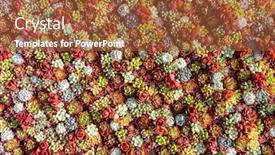  Presentation with succulent - Amazing presentation design having miniature-succulent-plants-succulent-cactus backdrop and a red colored foreground
