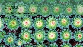  Presentation with succulent - Beautiful slide set featuring miniature-succulent-plants-succulent-cactus backdrop and a ocean colored foreground