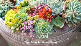  Presentation with succulent - Slide deck with miniature-succulent-plants-succulent-cactus background and a gray colored foreground