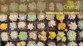  Presentation with succulent - Audience pleasing presentation consisting of miniature-succulent-plants-succulent-cactus backdrop and a tawny brown colored foreground