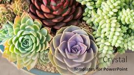  Presentation with succulent - Presentation enhanced with miniature-succulent-plants-succulent-cactus background and a coral colored foreground