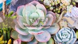  Presentation with succulent - Presentation theme with miniature-succulent-plants-succulent-cactus background and a coral colored foreground