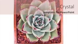  Presentation with succulent - Theme featuring miniature-succulent-plants-succulent-cactus background and a coral colored foreground