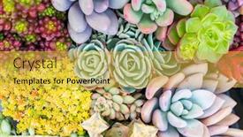 Presentation with succulent - Cool new presentation with miniature-succulent-plants-succulent-cactus backdrop and a yellow colored foreground
