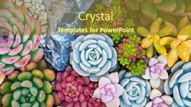 Presentation with succulent - Presentation theme enhanced with miniature-succulent-plants-succulent-cactus background and a tawny brown colored foreground