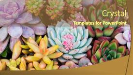  Presentation with succulent - Colorful slides enhanced with miniature-succulent-plants-succulent-cactus backdrop and a tawny brown colored foreground