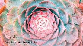  Presentation with succulent - Colorful slide set enhanced with miniature-succulent-plants-succulent-cactus backdrop and a coral colored foreground