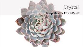  Presentation with succulent - Audience pleasing slide set consisting of miniature-succulent-plants-succulent-cactus backdrop and a white colored foreground