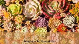  Presentation with succulent - Presentation having miniature-succulent-plants-succulent-cactus background and a gold colored foreground