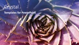  Presentation with succulent - PPT theme featuring miniature-succulent-plants-succulent-cactus background and a ocean colored foreground