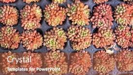  Presentation with succulent - Cool new PPT theme with miniature-succulent-plants-succulent-cactus backdrop and a red colored foreground