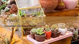  Presentation with succulent - Colorful slides enhanced with miniature-succulent-plants-succulent-cactus backdrop and a gold colored foreground