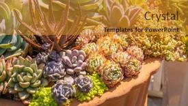  Presentation with succulent - Beautiful PPT theme featuring miniature-succulent-plants-succulent-cactus backdrop and a gold colored foreground