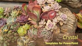  Presentation with succulent - Theme with miniature-succulent-plants-succulent-cactus background and a tawny brown colored foreground