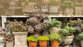  Presentation with succulent - Presentation theme featuring miniature-succulent-plants-succulent-cactus background and a coral colored foreground