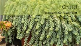  Presentation with succulent - Presentation design consisting of miniature-succulent-plants-succulent-cactus background and a yellow colored foreground