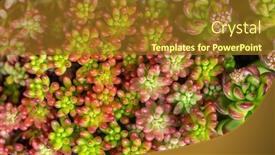  Presentation with succulent - Slides having miniature-succulent-plants-succulent-cactus background and a gold colored foreground