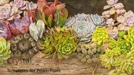  Presentation with succulent - Slide set with miniature-succulent-plants-succulent-cactus background and a coral colored foreground