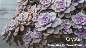  Presentation with plants tissue - PPT theme consisting of miniature-succulent-plants-succulent-cactus background and a tawny brown colored foreground