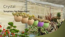  Presentation with succulent - Slides featuring miniature-succulent-plants-succulent-cactus background and a  colored foreground