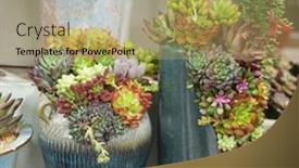  Presentation with succulent - Presentation theme consisting of miniature-succulent-plants-succulent-cactus background and a  colored foreground