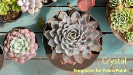  Presentation with succulent - Slides enhanced with miniature-succulent-plants-succulent-cactus background and a coral colored foreground