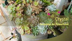  Presentation with succulent - PPT layouts consisting of miniature-succulent-plants-succulent-cactus background and a tawny brown colored foreground
