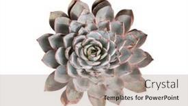  Presentation with succulent - PPT theme enhanced with miniature-succulent-plants-succulent-cactus background and a coral colored foreground