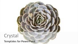  Presentation with succulent - Presentation theme featuring miniature-succulent-plants-succulent-cactus background and a white colored foreground