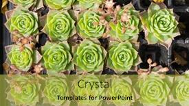  Presentation with cactus - PPT layouts with miniature-succulent-plants-succulent-cactus background and a yellow colored foreground