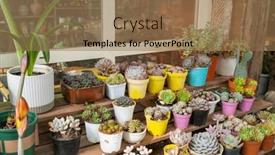  Presentation with succulent - Presentation enhanced with miniature-succulent-plants-succulent-cactus background and a coral colored foreground