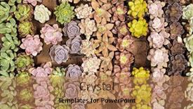  Presentation with succulent - Slide deck enhanced with miniature-succulent-plants-succulent-cactus background and a coral colored foreground