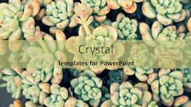  Presentation with succulent - Presentation featuring miniature-succulent-plants-succulent-cactus background and a yellow colored foreground