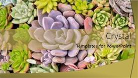  Presentation with succulent - Presentation featuring miniature-succulent-plants-succulent-cactus background and a yellow colored foreground