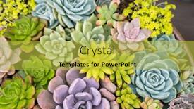 Presentation with succulent - Presentation theme enhanced with miniature-succulent-plants-succulent-cactus background and a yellow colored foreground